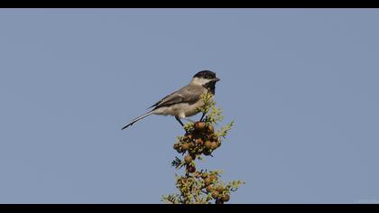 Akyanaklı baştankara