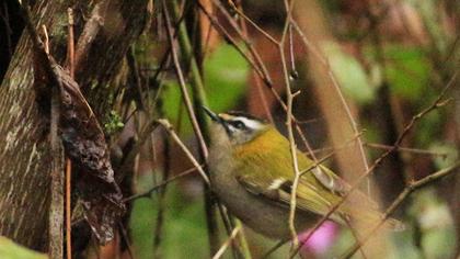 Sürmeli çalıkuşu