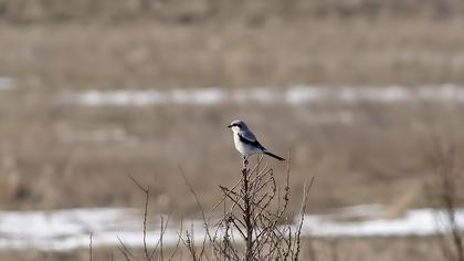 Büyük örümcekkuşu