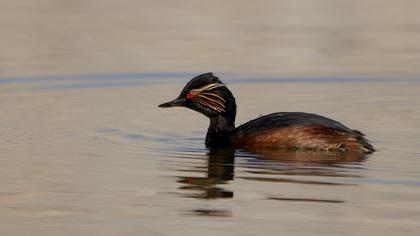 Karaboyunlu batağan