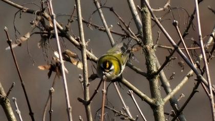 Sürmeli çalıkuşu