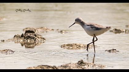 Bataklık düdükçünü