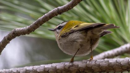 Sürmeli çalıkuşu