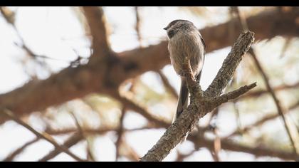 Uzunkuyruklu baştankara