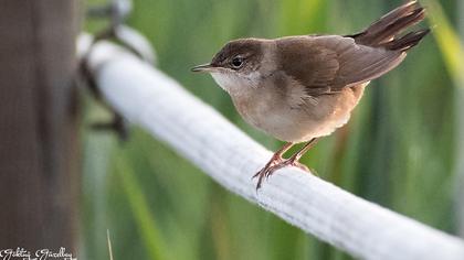 Bataklık kamışçını