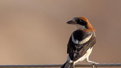 Kızılbaşlı örümcekkuşu