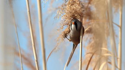 Bıyıklı baştankara