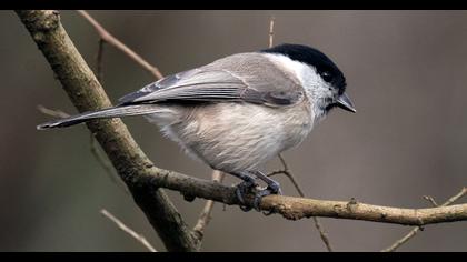 Kayın baştankarası