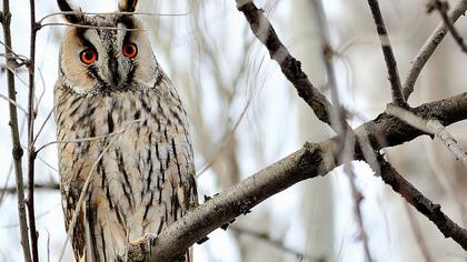 Kulaklı orman baykuşu