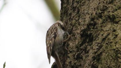 Bahçe tırmaşıkkuşu