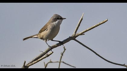 Küçük akgerdanlı ötleğen