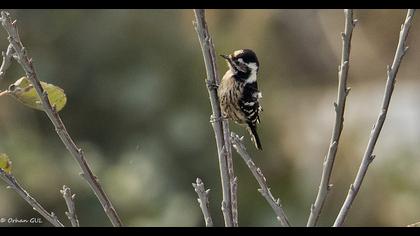 Küçük ağaçkakan