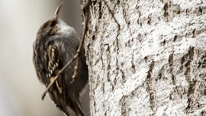 Bahçe tırmaşıkkuşu