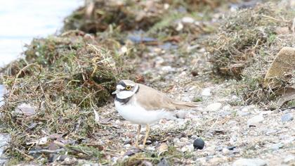 Halkalı küçük cılıbıt