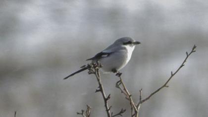 Büyük örümcekkuşu