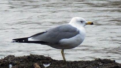 Van gölü martısı