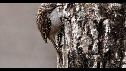 Bahçe tırmaşıkkuşu