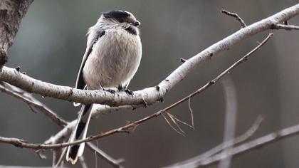 Uzunkuyruklu baştankara