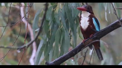 İzmir yalıçapkını