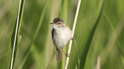 Doğu kamışçını