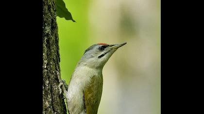 Küçük yeşil ağaçkakan