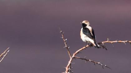 Karakulaklı kuyrukkakan