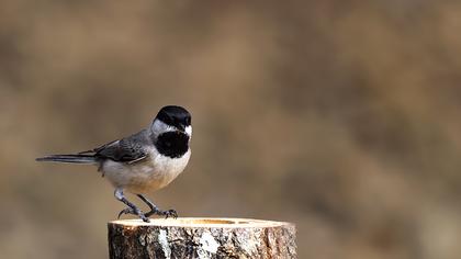Akyanaklı baştankara
