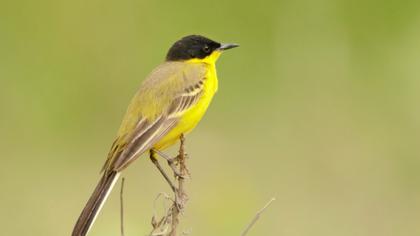 Sarı kuyruksallayan