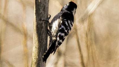 Küçük ağaçkakan