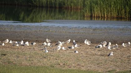 Van gölü martısı