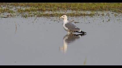 Van gölü martısı