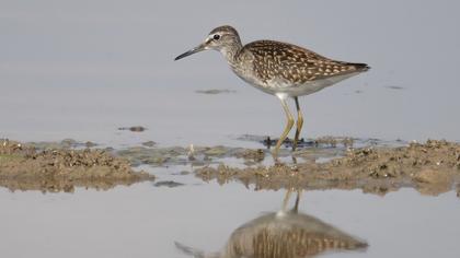 Orman düdükçünü