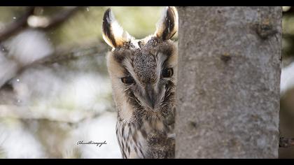 Kulaklı orman baykuşu