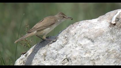 Büyük kamışçın