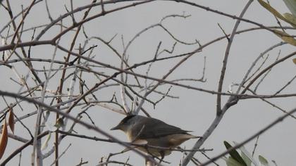 Karabaşlı ötleğen