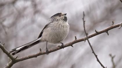 Uzunkuyruklu baştankara