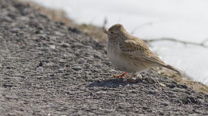 Türkistan çorak toygarı