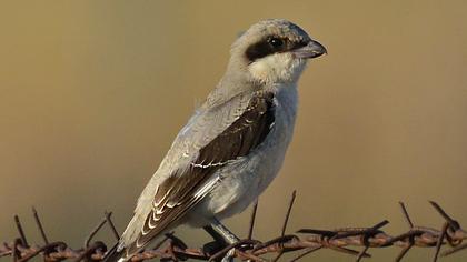 Karaalınlı örümcekkuşu