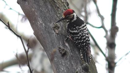 Aksırtlı ağaçkakan