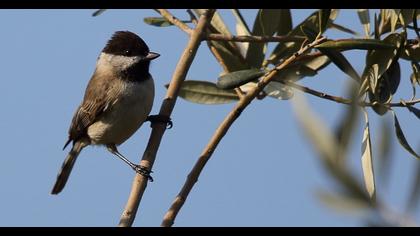 Akyanaklı baştankara