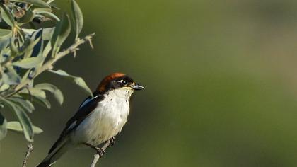 Kızılbaşlı örümcekkuşu