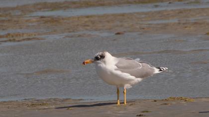 Büyük karabaş martı