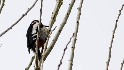 Orman alaca ağaçkakanı