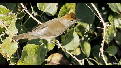 Karabaşlı ötleğen