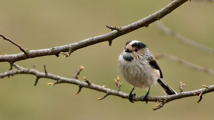 Uzunkuyruklu baştankara
