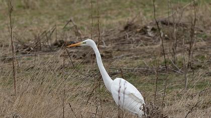 Büyük ak balıkçıl