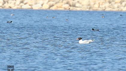 Büyük karabaş martı