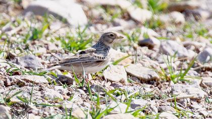 Türkistan çorak toygarı