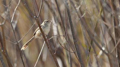 Dikkuyruklu ötleğen
