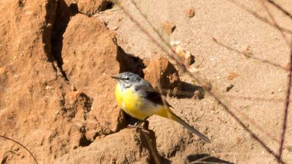 Dağ kuyruksallayanı